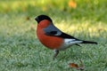 Eurasian  Bullfinch Pyrrhula pyrrhula male perched in a tree Royalty Free Stock Photo