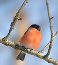 Eurasian Bullfinch ( Pyrrhula pyrrhula ) Royalty Free Stock Photo