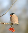 Eurasian Bullfinch ( Pyrrhula pyrrhula )