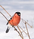 Eurasian Bullfinch ( Pyrrhula pyrrhula )