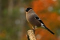 Eurasian  Bullfinch Pyrrhula pyrrhula female perched in a tree Royalty Free Stock Photo