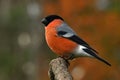 Eurasian  Bullfinch Pyrrhula pyrrhula male perched in a tree Royalty Free Stock Photo