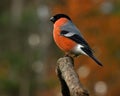 Eurasian  Bullfinch Pyrrhula pyrrhula male perched in a tree Royalty Free Stock Photo