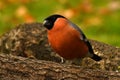 Eurasian  Bullfinch Pyrrhula pyrrhula male perched in a tree Royalty Free Stock Photo