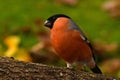 Eurasian  Bullfinch Pyrrhula pyrrhula male perched in a tree Royalty Free Stock Photo