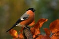 Eurasian Bullfinch Pyrrhula pyrrhula male, sitting in a beech tree