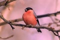 Eurasian bullfinch sits on a branch of a wild apple tree in its