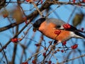 Eurasian bullfinch (Pyrrhula pyrrhula) with red underparts sitting on branches and eating red fruits