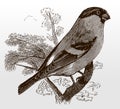 Eurasian bullfinch, pyrrhula in side view sitting on a branch