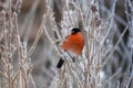 Eurasian bullfinch Pyrrhula pyrrhula sitting on a branch with soft light background Royalty Free Stock Photo