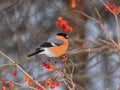 Eurasian bullfinch (Pyrrhula pyrrhula) sitting on branches of guelder rose (Viburnum opulus) and eating fruits