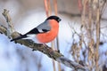 Eurasian bullfinch sitting on a branch with flaking bark agains