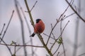 Eurasian bullfinch sittinh in a bush, common bullfinch or bullfinch, pyrrhula in Lower Saxony, Germany