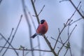 Eurasian bullfinch sittinh in a bush, common bullfinch or bullfinch, pyrrhula in Lower Saxony, Germany