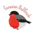 Eurasian cartoon bullfinch isolated on white background