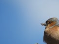 Eurasian Chaffinch Bird