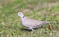 Eurasian Collared Dove Royalty Free Stock Photo