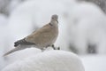 Eurasian Collared Dove Royalty Free Stock Photo