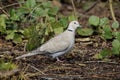 Eurasian collared dove Royalty Free Stock Photo
