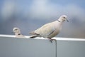 Eurasian collared dove Royalty Free Stock Photo