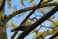 An Eurasian collared dove in a flowering maple tree