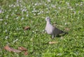 Eurasian Collared Dove