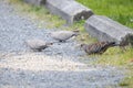 Eurasian collared dove and Oriental Turtle dove