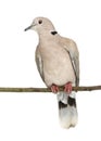Eurasian Collared Dove perched on branch
