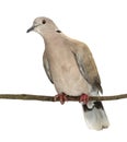 Eurasian Collared Dove perched on branch Royalty Free Stock Photo