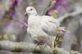 Eurasian collared dove perched on a branch Royalty Free Stock Photo