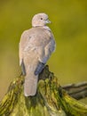 Eurasian collared dove perched on trunk Royalty Free Stock Photo