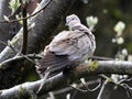 Eurasian collared dove or ringed