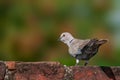 Eurasian collared dove