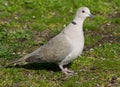 Eurasian Collared Dove