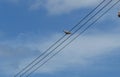 Eurasian collared dove sitting on the electrical cords under a blue sky