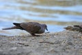 Eurasian Collared Dove (Streptopelia decaocto)