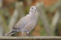 Eurasian Collared Dove (Streptopelia decaocto) Royalty Free Stock Photo