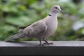 Eurasian Collared-Dove (Streptopelia decaocto) Royalty Free Stock Photo