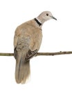 Eurasian Collared Dove, Streptopelia decaocto Royalty Free Stock Photo