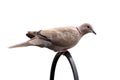 Eurasian Collared-Dove (Streptopelia decaocto) Royalty Free Stock Photo