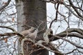Eurasian collared dove (Streptopelia decaocto) bird couple sitting on a tree branch Royalty Free Stock Photo
