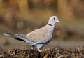 The Eurasian collared dove Streptopelia decaocto Royalty Free Stock Photo