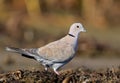 The Eurasian collared dove Streptopelia decaocto close up portrait Royalty Free Stock Photo