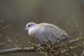 Eurasian collared dove Streptopelia decaocto Royalty Free Stock Photo