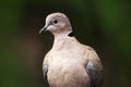 Eurasian Collared Dove, Streptopelia decaocto, detail portrait of garden bird, dark green forest habitat, France Royalty Free Stock Photo