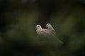 Eurasian collared dove, streptopelia decaocto Royalty Free Stock Photo