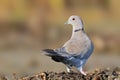 The Eurasian collared dove Streptopelia decaocto Royalty Free Stock Photo