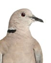 Eurasian Collared Dove, Streptopelia decaocto Royalty Free Stock Photo