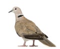Eurasian Collared Dove, Streptopelia decaocto Royalty Free Stock Photo