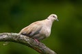 Eurasian collared dove, Streptopelia decaocto, grey birs sitting on the brach in the nature habitat. Clear green background. Dove